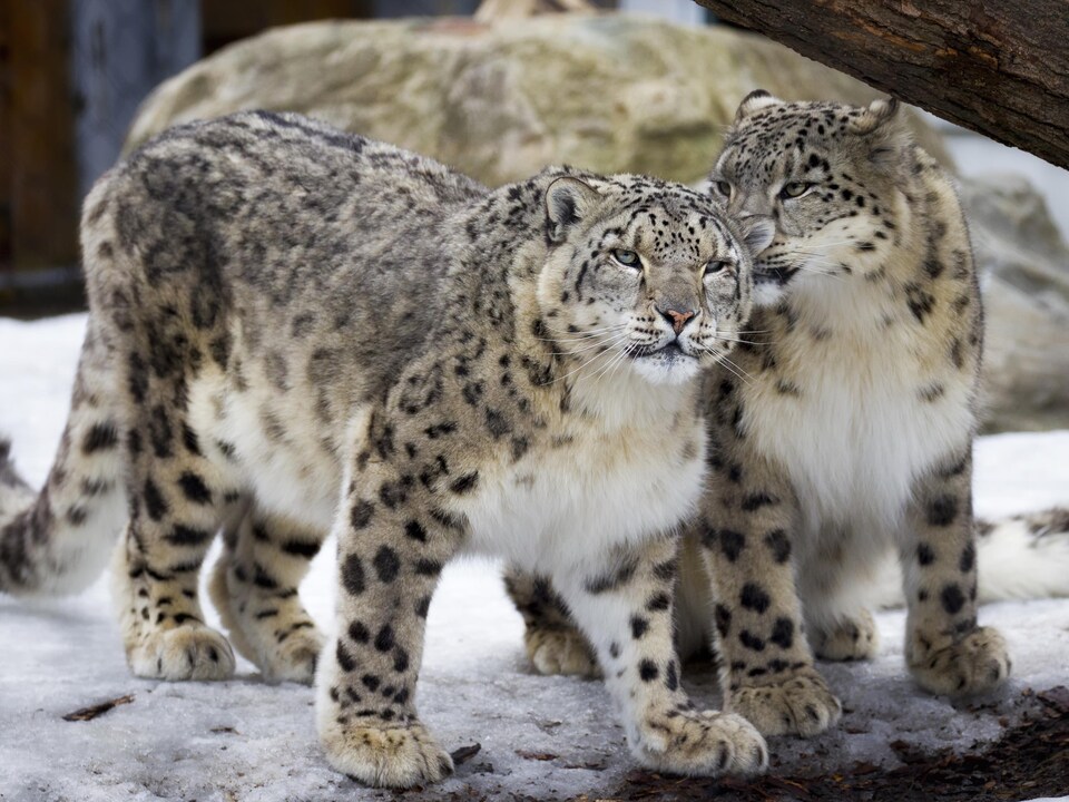 Deux léopards des neiges se tiennent debout, l'un à côté de l'autre. L'un regarde devant lui. L'autre jette un oeil vers sa droite.