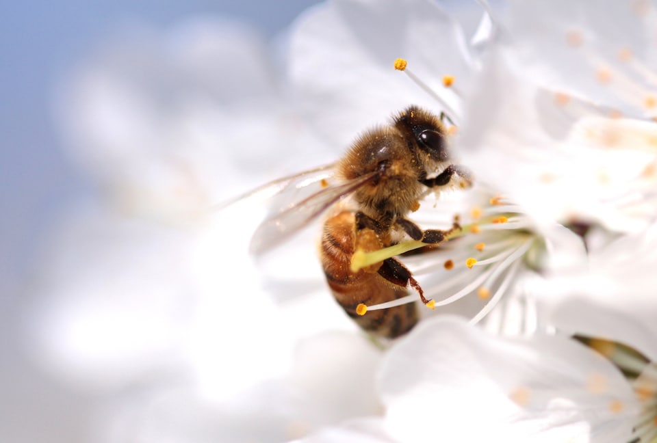 Gros plan sur une abeille dans un bouquet de fleurs blanches.
