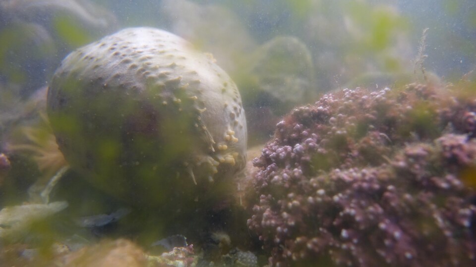 Un concombre de mer