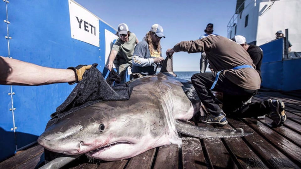 Un requin blanc sur le pont d'un bateau, entouré de chercheurs.