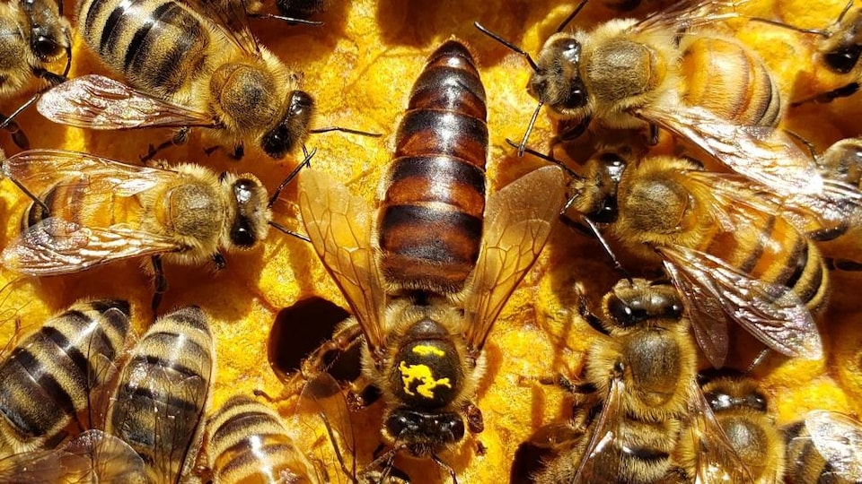 Gros plan d'une reine avec ses abeilles. 