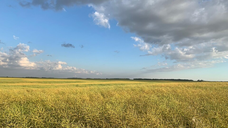 Un champ de canola à perte de vue sous un ciel à demi dégagé.