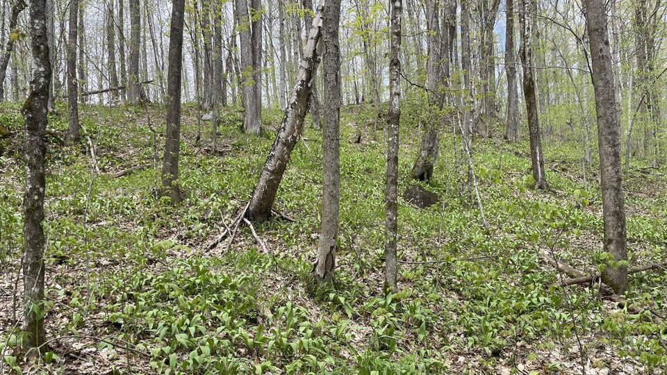 Visite d’un sanctuaire où l’ail des bois est roi