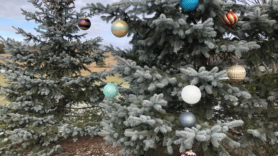 Des producteurs de sapins se font voler leurs arbres de Noël Radio