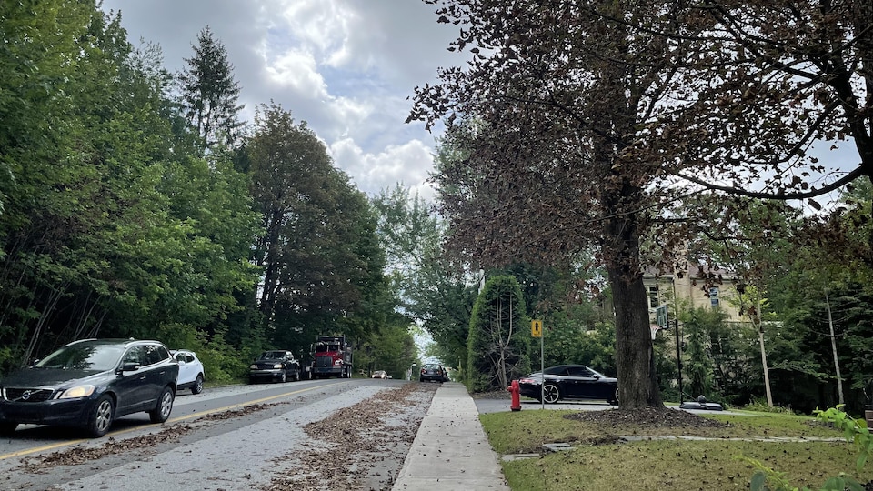 Un arbre perd ses feuilles sur la rue de l'Ontario.