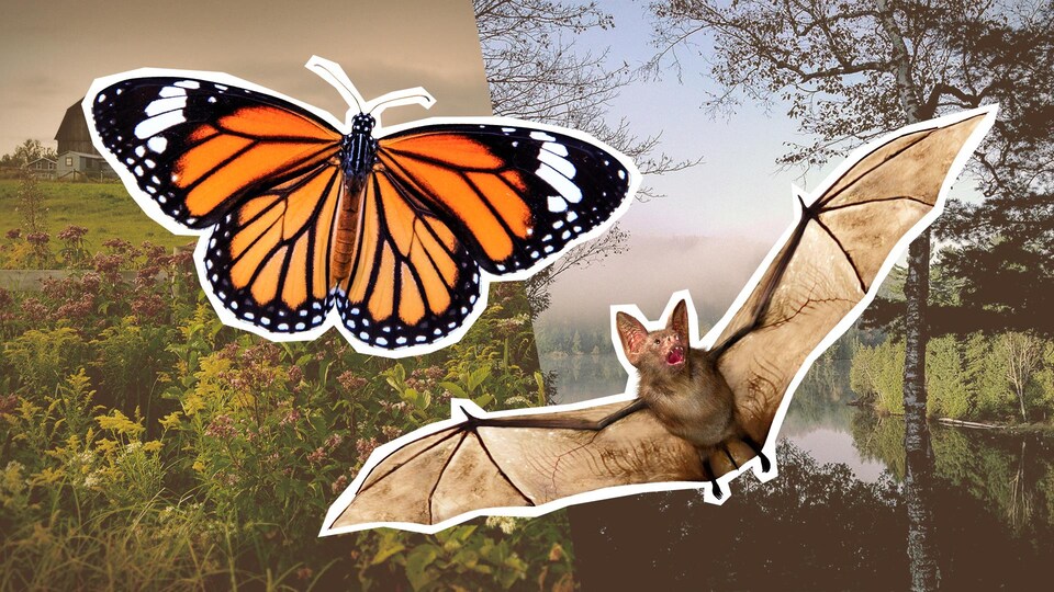 Montage photo d'un papillon Monarque et d'une chauve-souris sur des paysages de la région de l'Outaouais.