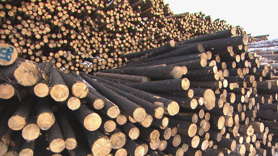 Piles de bois dont les tiges sont noircies en surface par le feu.