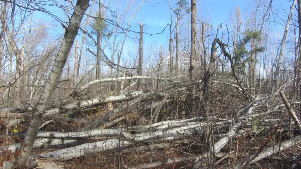 Des arbres tombés dans une forêt