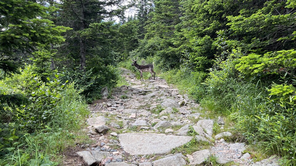 Un caribou dans un sentier.