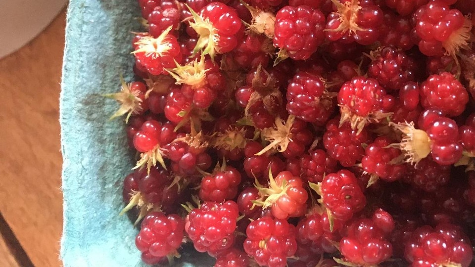 La framboise sauvage : un fruit venu de la forêt