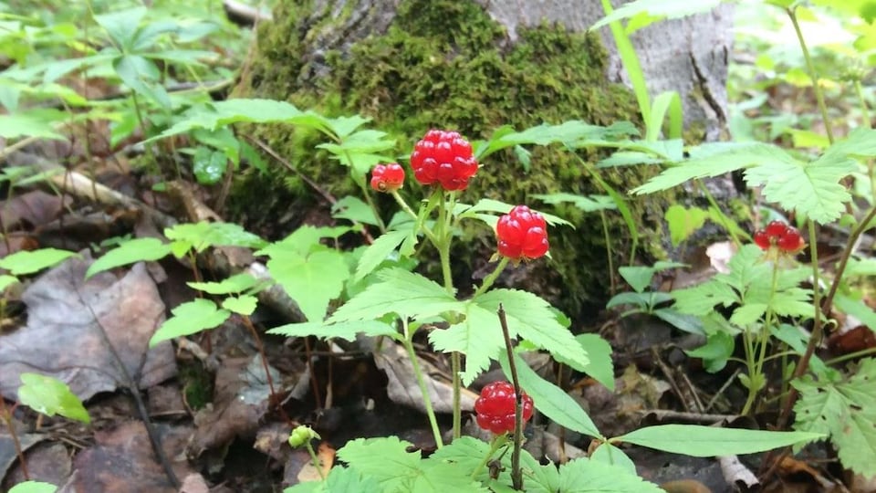 Des petits fruits au pied d'un arbre.