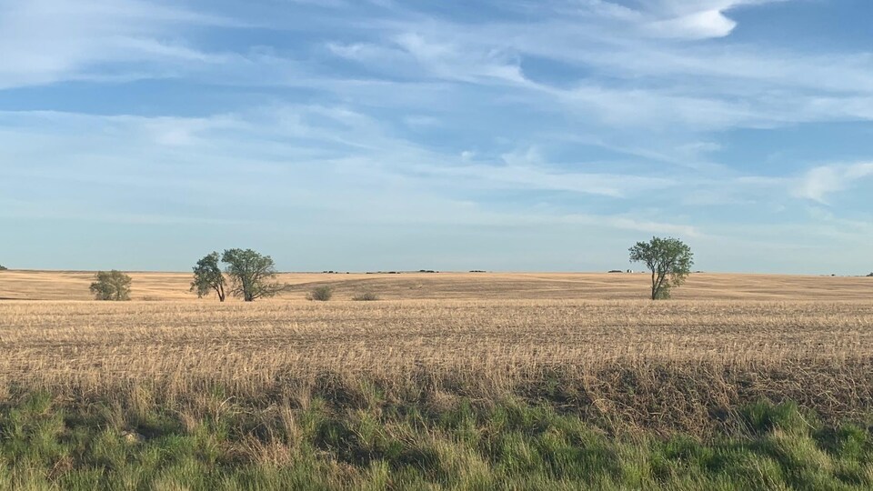 Un champs sous un ciel dégagé