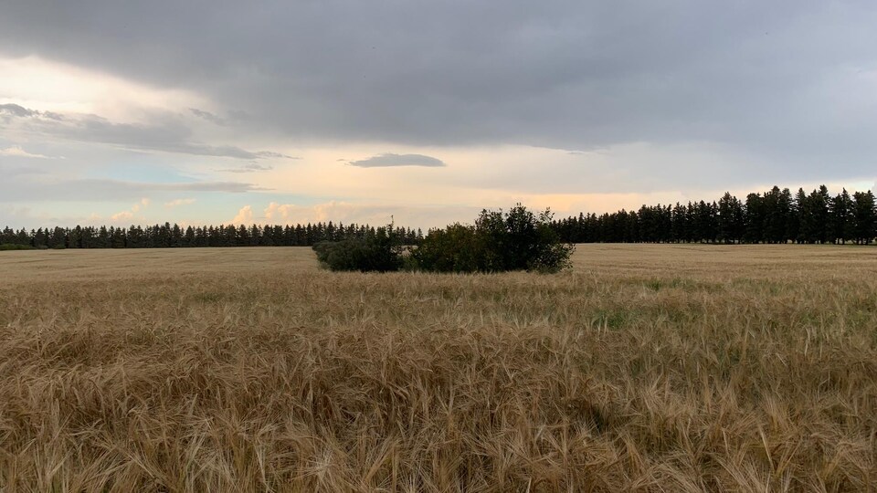 Un champs de blé sous un ciel nuageux