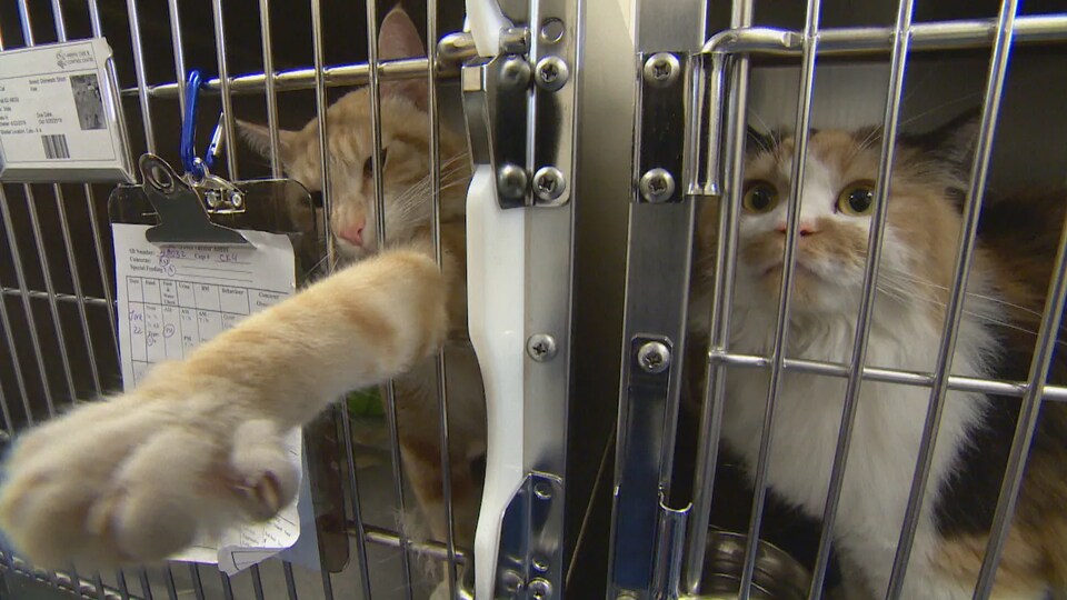 Deux chats dans des cages du Centre de soins et de contrôle des animaux de la Ville d'Edmonton. 