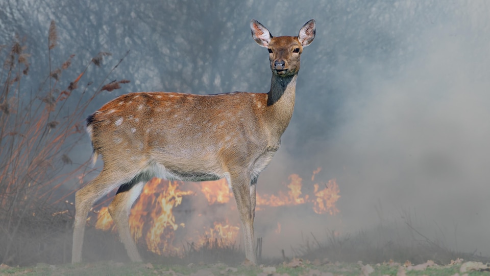 Un chevreuil dans une forêt en feu.