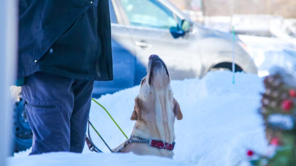 Un chien attend les instructions de son maître.
