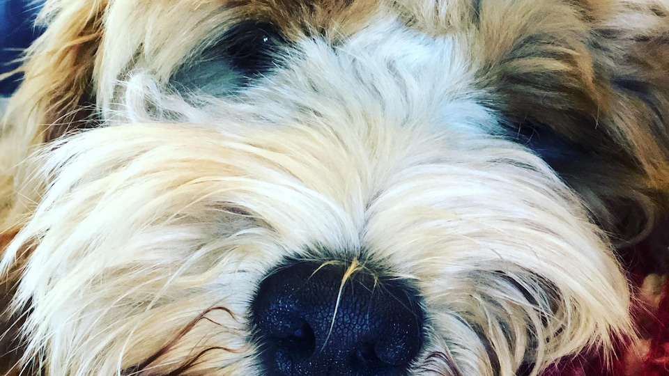Gros plan de la face d'un chien