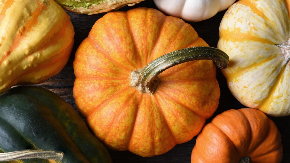 Des citrouilles et des courges.