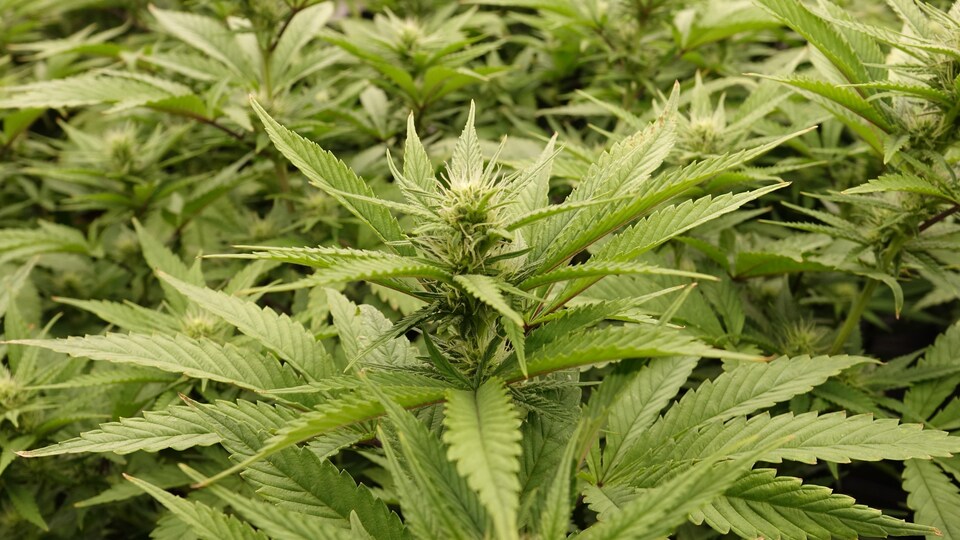 Une fleur de cannabis.