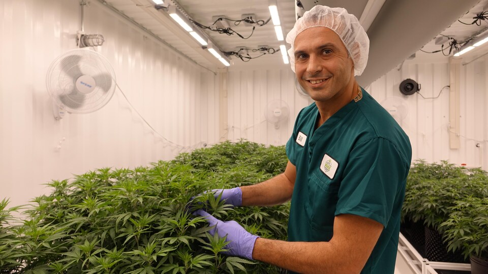 Bill Vasilakakos porte un filet sur les cheveux sourit à la caméra dans une serre. Il tient des plants de cannabis dans ses mains gantées.