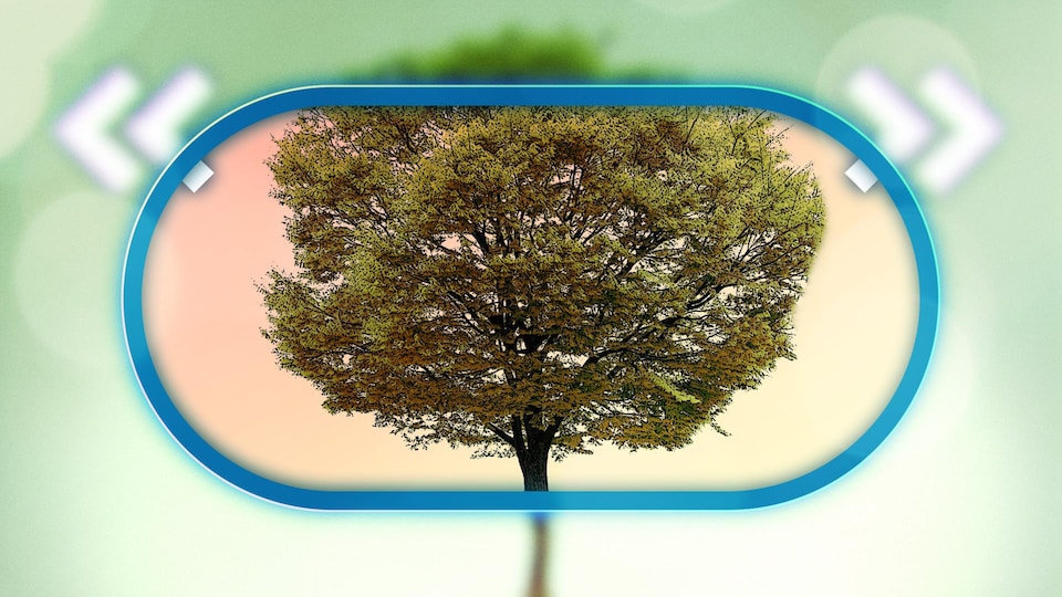 Illustration d'un grand arbre.
