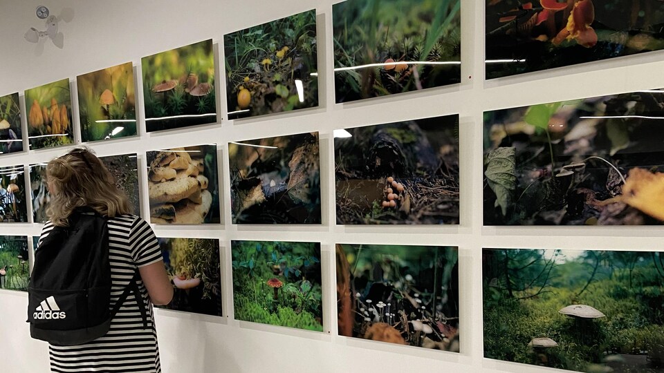 Une fille regarde l'exposition de photographies de champignons.