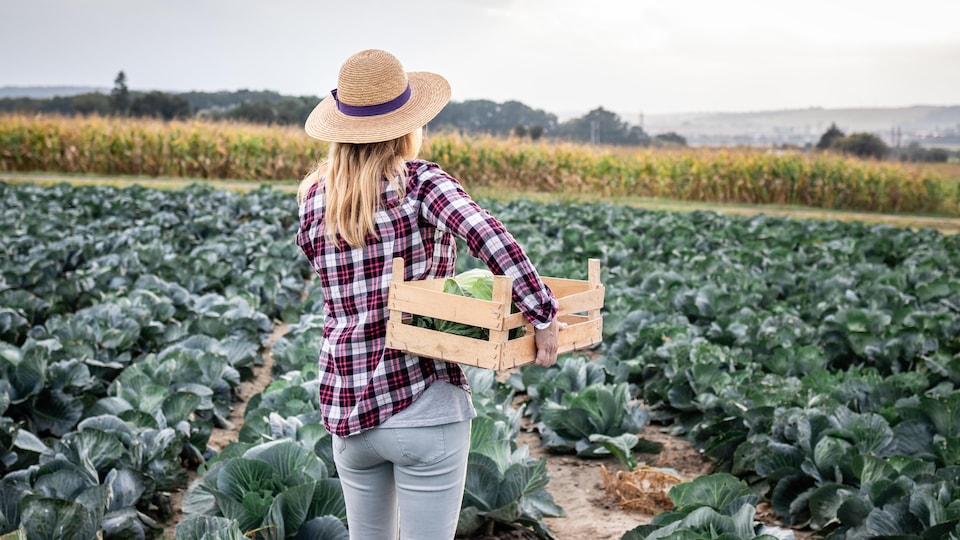 Une femme qui tient une caisse dans un champ de légumes.