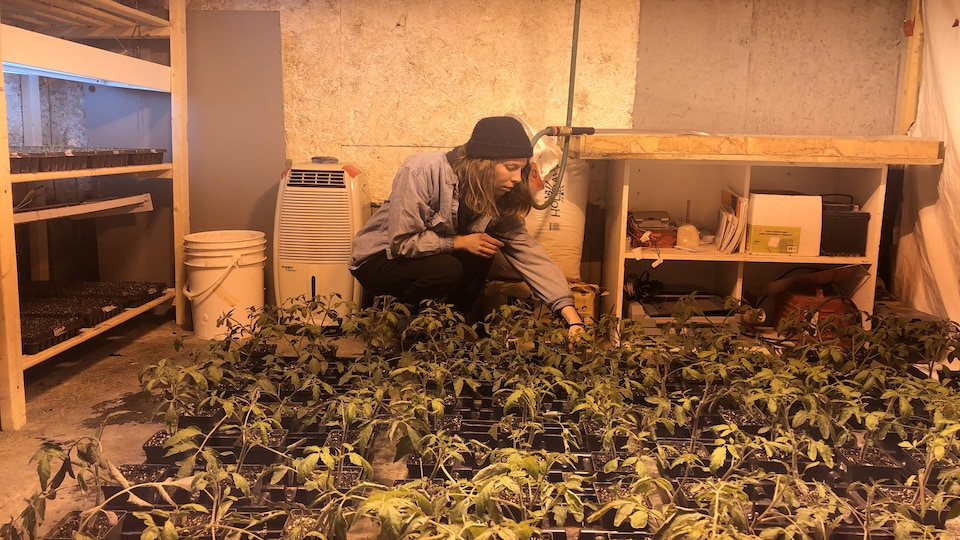 La jeune femme inspecte un plant de légume.