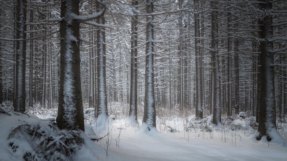 Un résident de SainteThérèsedelaGatineau honoré pour avoir sauvé 2