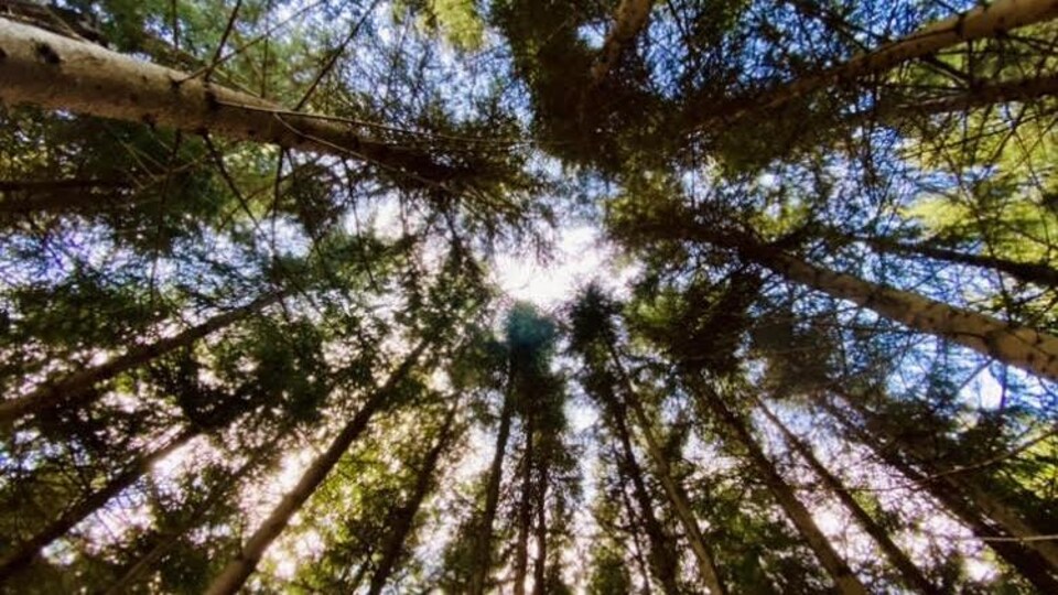 La cime des arbres d'une forêt.