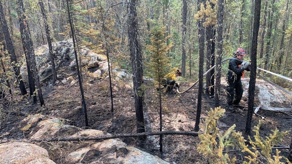 Deux pompiers arrosent des arbres.