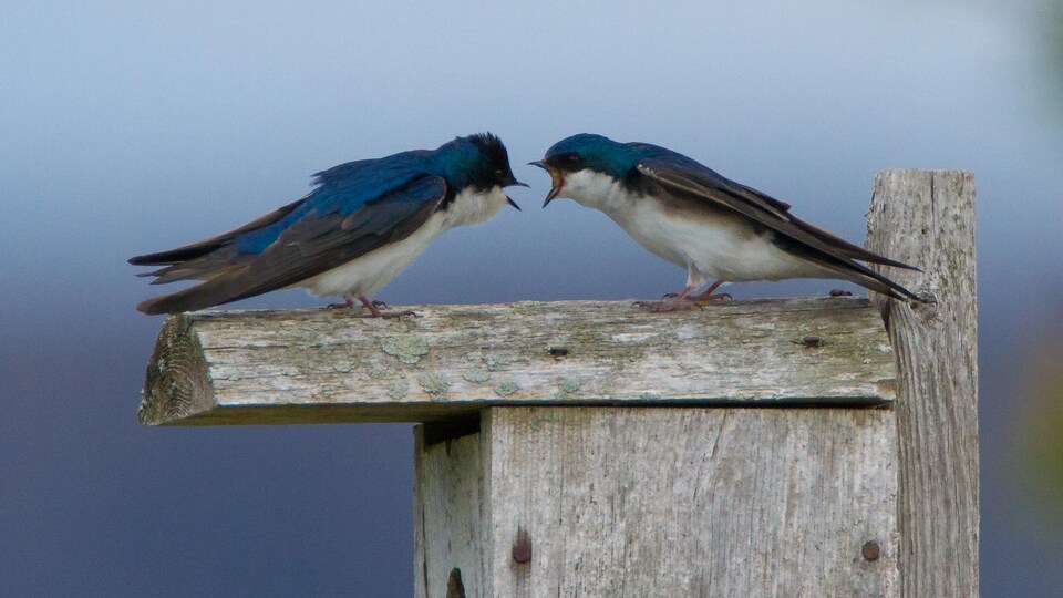Deux hirondelles perchées sur un bout de bois.