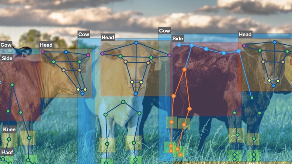 Des vaches avec des points et traits qui identifient les différentes parties de leurs corps.