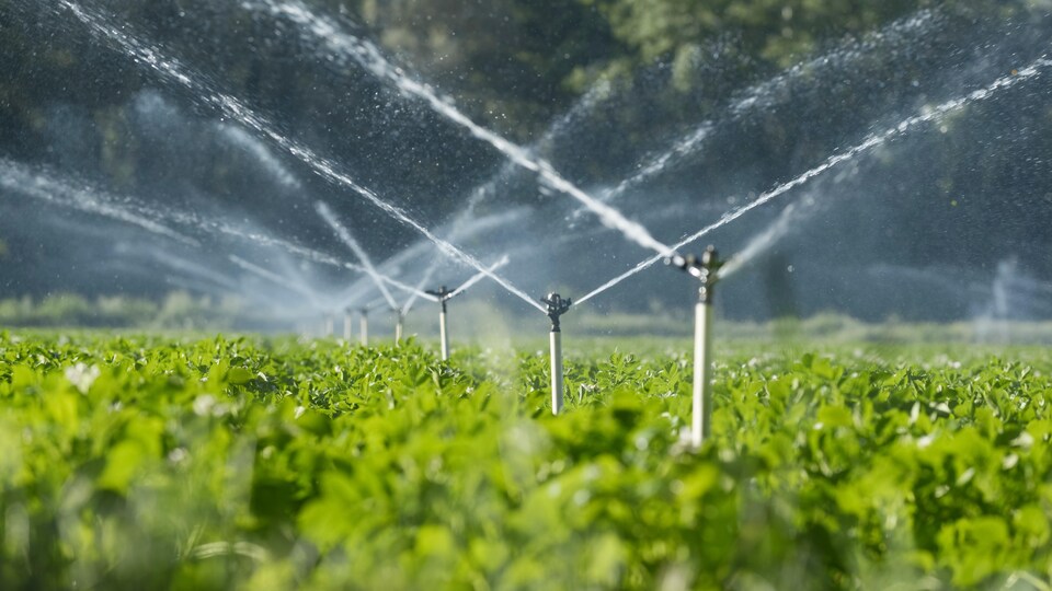 Un système d’irrigation agricole dans un champ.