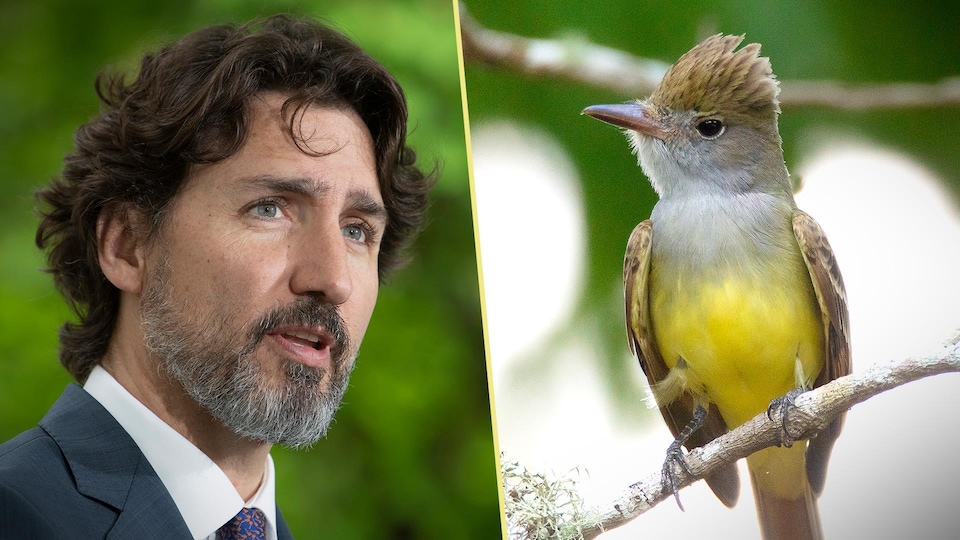 À gauche : gros plan du premier ministre Justin Trudeau. À droite : un oiseau perché sur une branche.