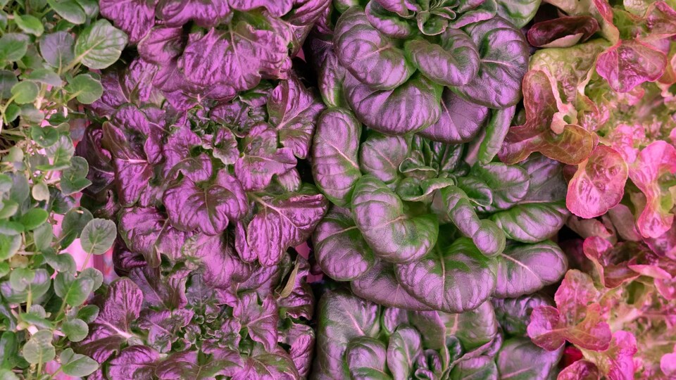 Des rangées de légumes verts sous une lumière violette.