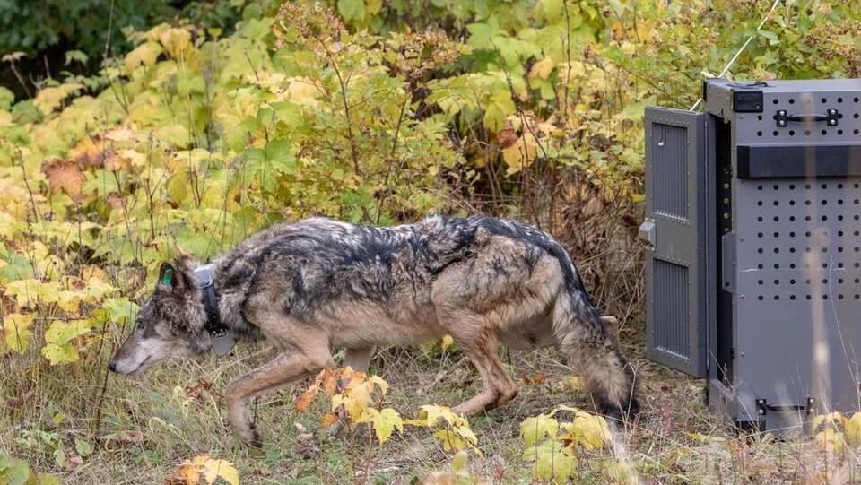 Un loup qui sort d'une cage