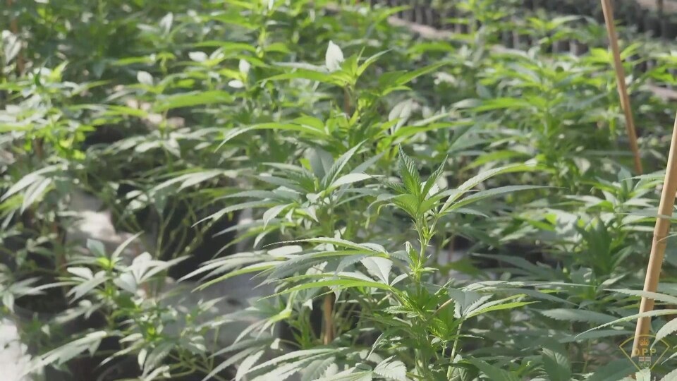 Gros plan sur des plants de marijuana.