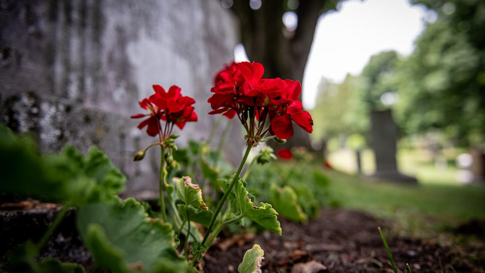 Des fleurs plantées sur une tombe.