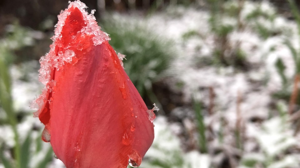 Tulipe rouge avec un peu de neige dessus.