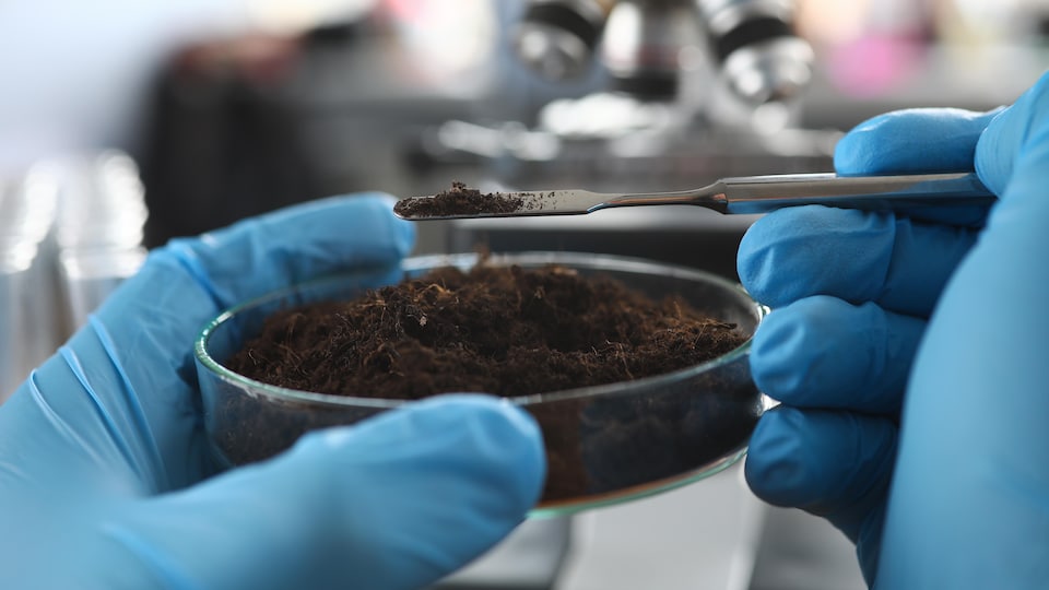 Gros plan d'un scientifique portant des gants de protection en train d'examiner un échantillon de sol dans un laboratoire.