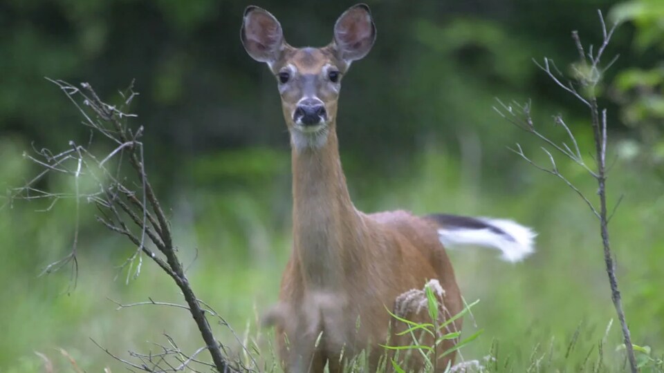 Un cerf de virginie dans la prairie.