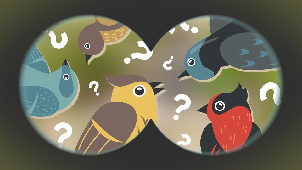 Illustration de plusieurs oiseaux vus à travers des jumelles.