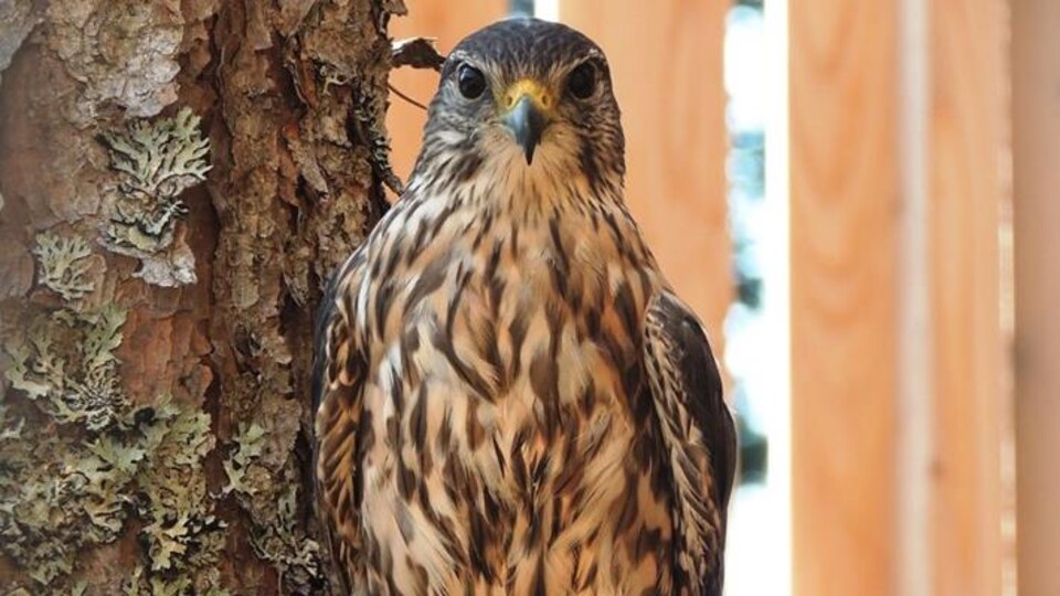 Une femelle faucon à la poitrine rayée pose devant la caméra.