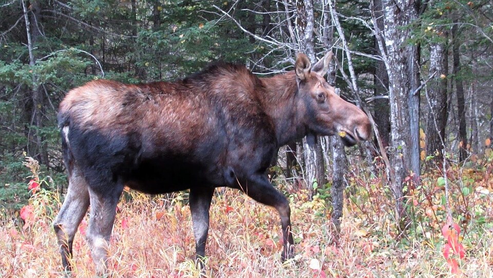 Une femelle orignal marche près des arbres.