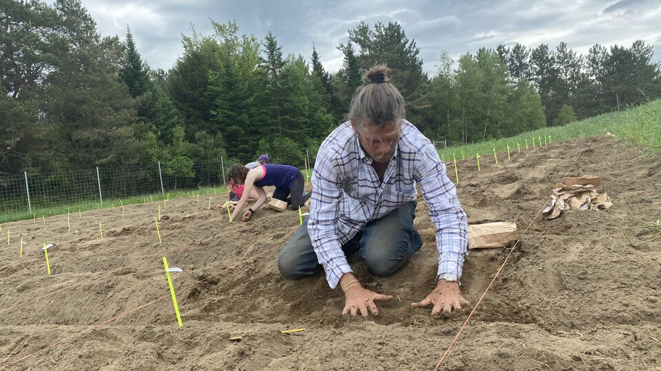 Des gens plantent des pommes de terre.