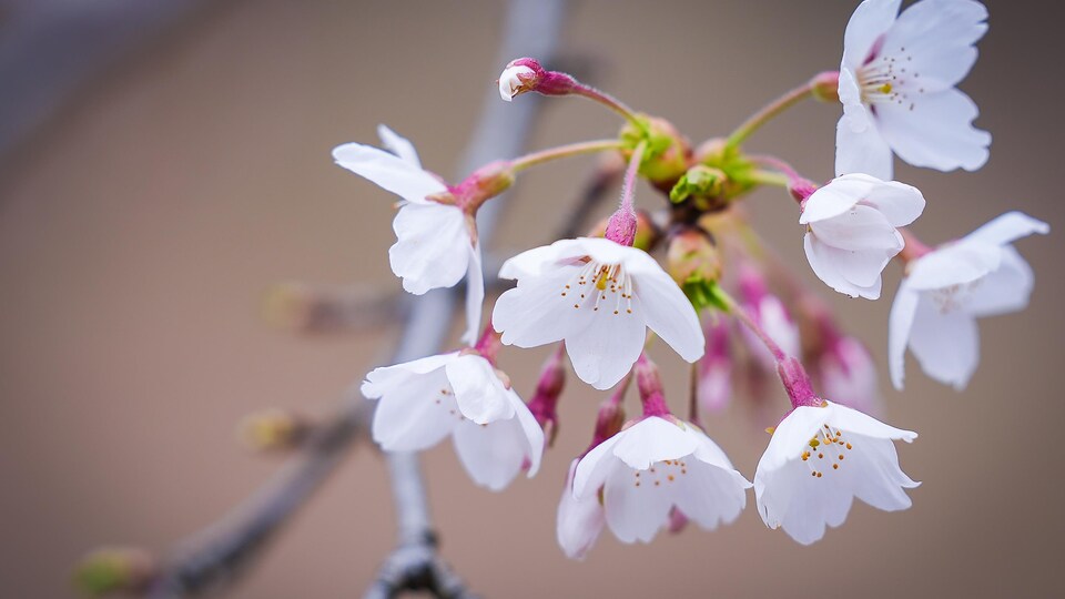 Gros plan d'une fleur de cerisier sakura.
