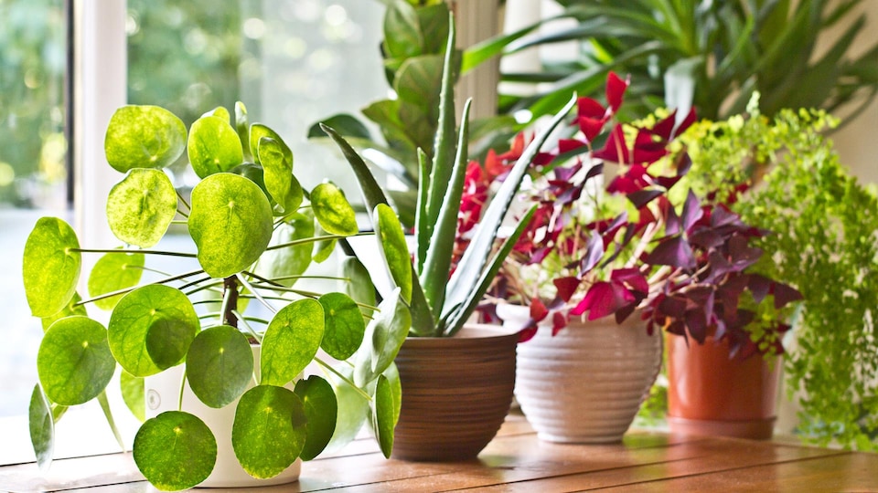 Différentes plantes dans des pots sur le bord d'une fenêtre.