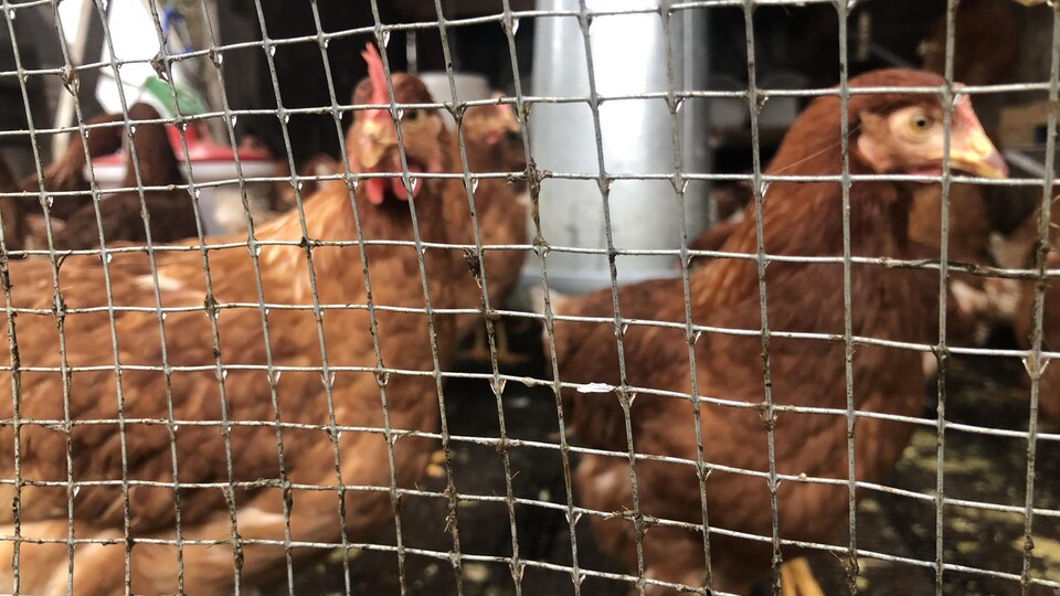 Des poules dans un enclos. 