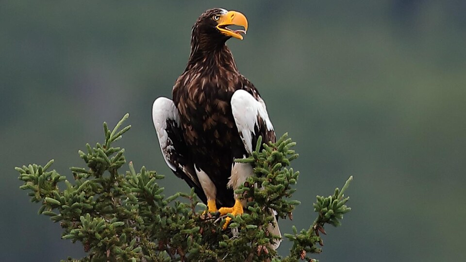 Un pygargue empereur perché sur un arbre.